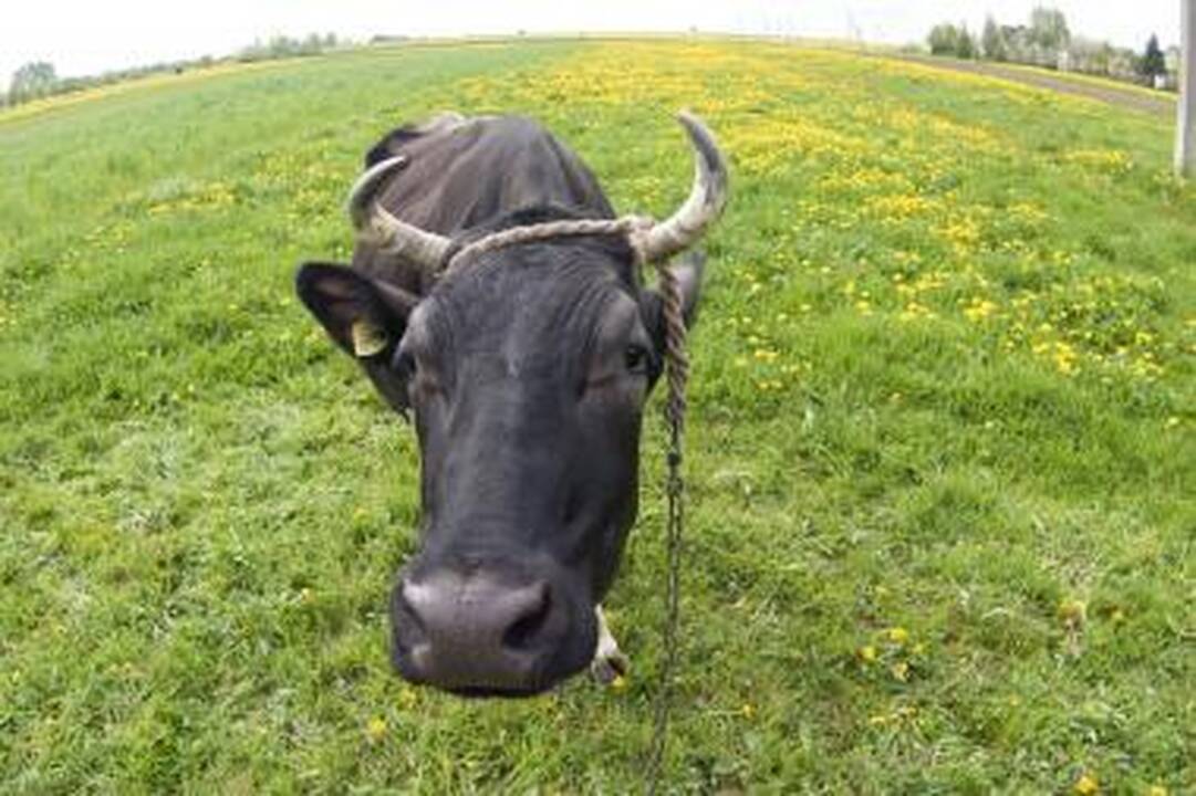 Ugniagesiai vaikėsi karvę