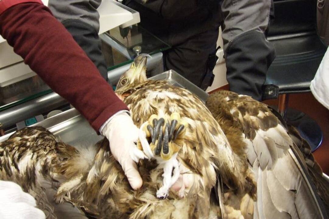 Raudonosios knygos „egzempliorius“ atsidūrė gyvūnų globėjų rankose