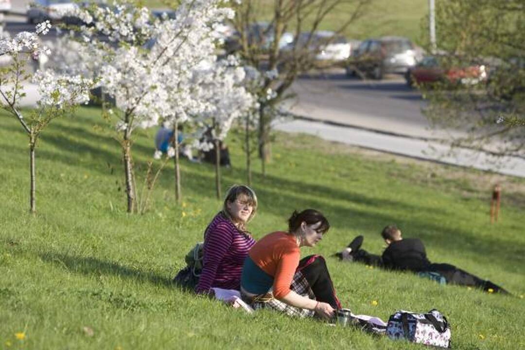 Vilniuje žydi sakūros 