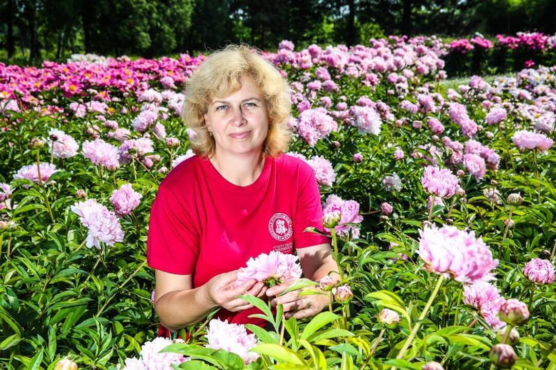 Pasigrožėti bijūnų žydėjimu – į Botanikos sodą