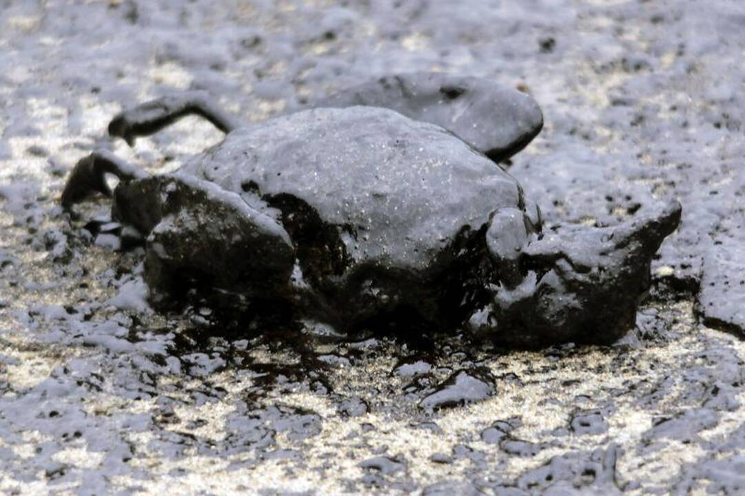 N.Zelandijoje nuogąstaujama dėl kenksmingų medžiagų patekimo į jūrą