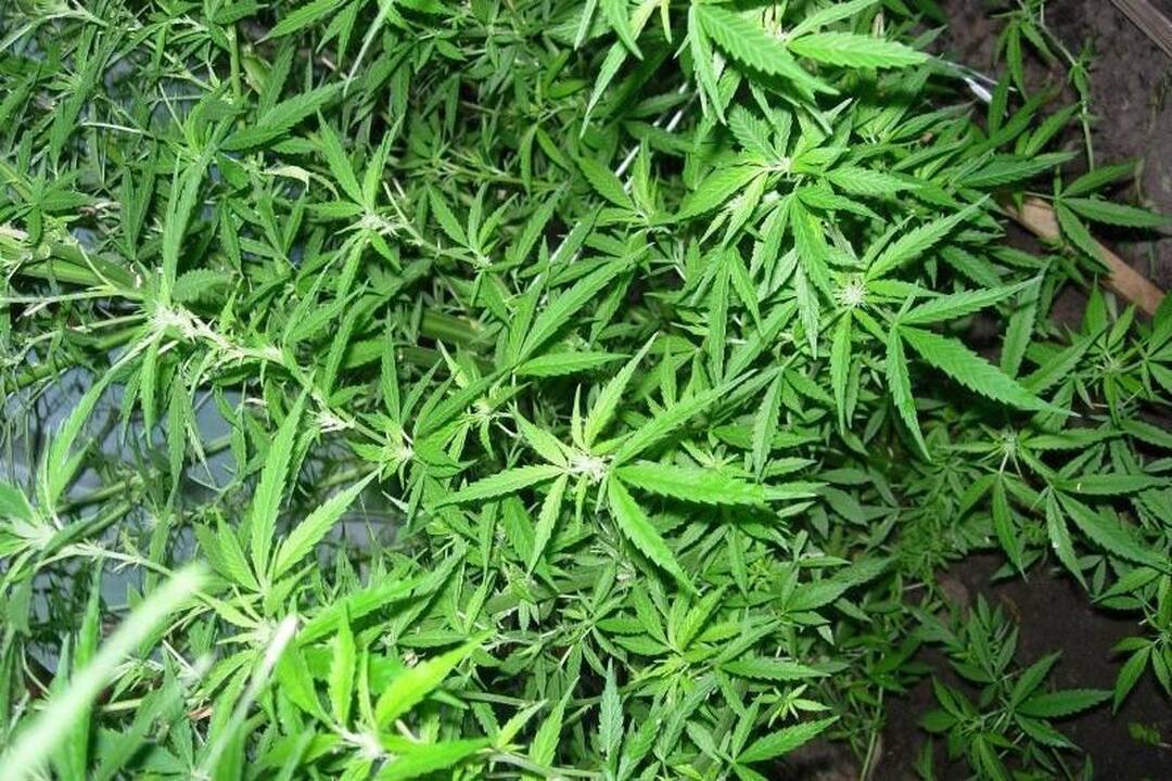 Teismas konfiskavo butą Jonavoje, kuriame buvo auginamos kanapės