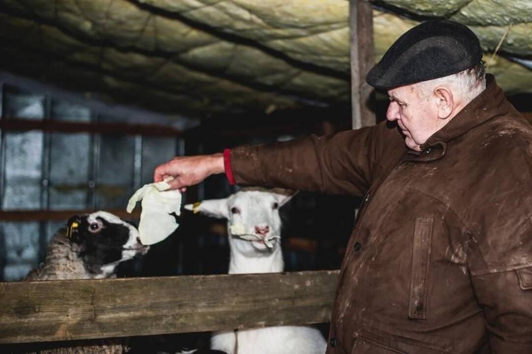 Laiminga pabaiga: išgelbėtos nutrijos iškeliavo į ūkininkų sodybas