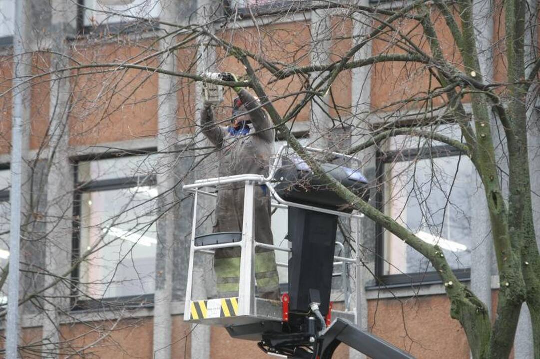 Medžius geninčius darbuotojus atakavo bulvėmis