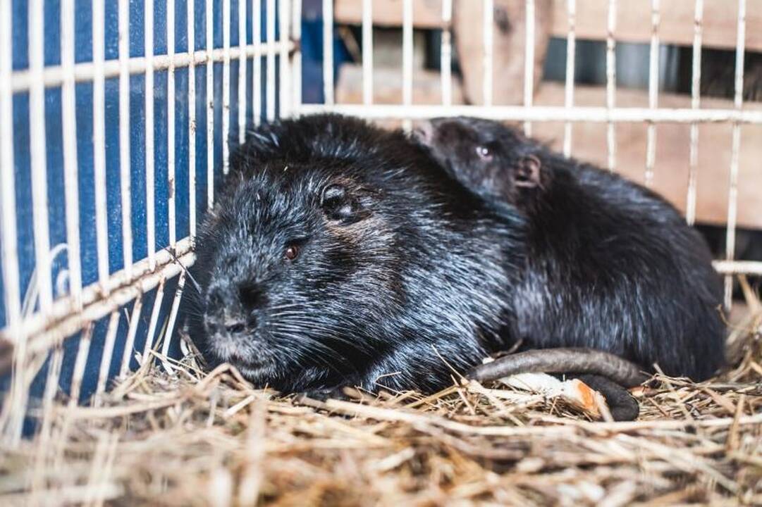 Laiminga pabaiga: išgelbėtos nutrijos iškeliavo į ūkininkų sodybas