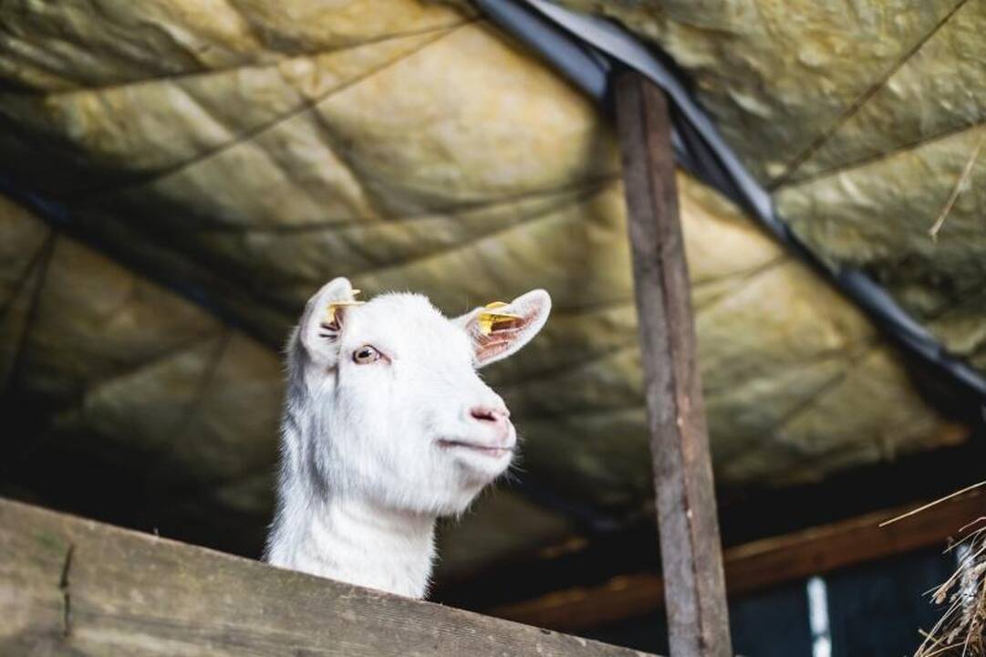 Laiminga pabaiga: išgelbėtos nutrijos iškeliavo į ūkininkų sodybas