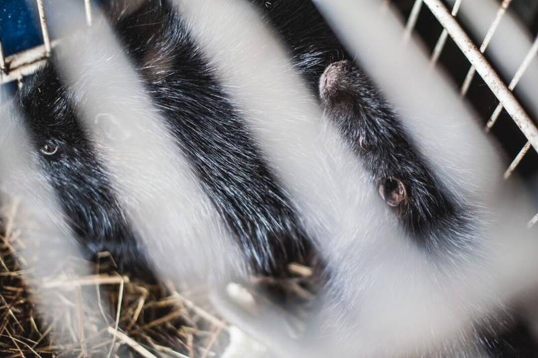Laiminga pabaiga: išgelbėtos nutrijos iškeliavo į ūkininkų sodybas