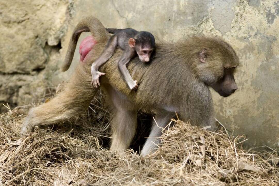 Žaismingas babūnų jauniklis linksmina zoologijos sodo svečius