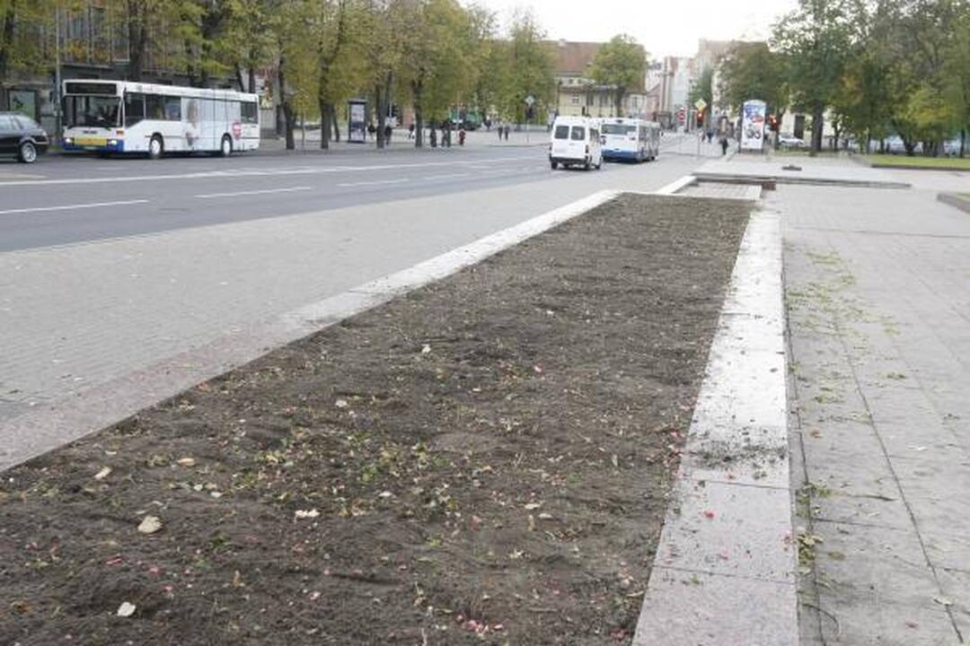 Klaipėda pasipuošė našlaitėmis
