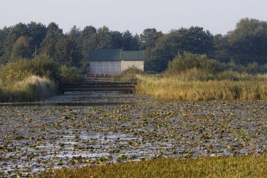 Savaitgalio planas: Migruojantys paukščiai. Ventė