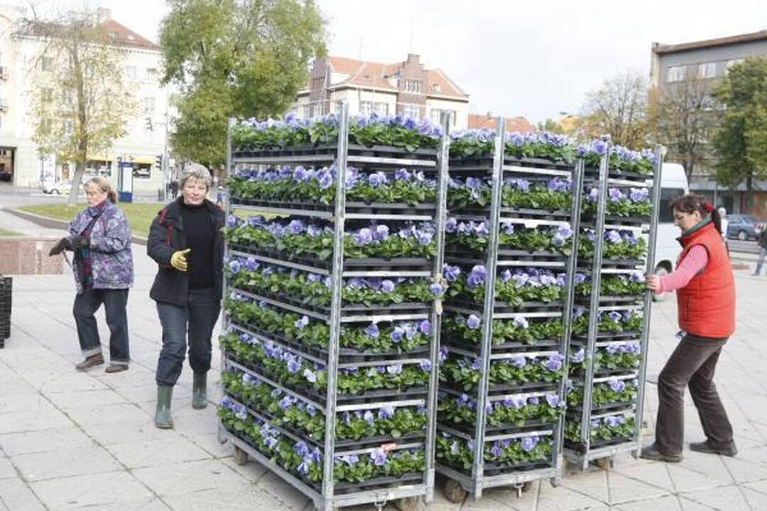 Klaipėda pasipuošė našlaitėmis