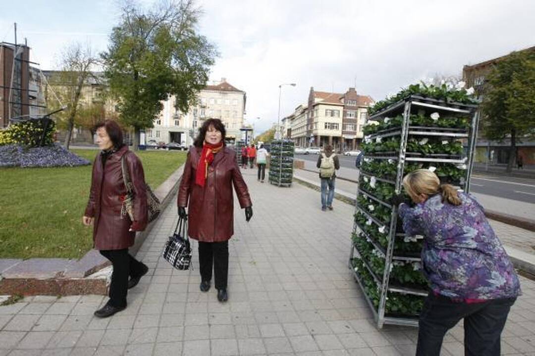 Klaipėda pasipuošė našlaitėmis