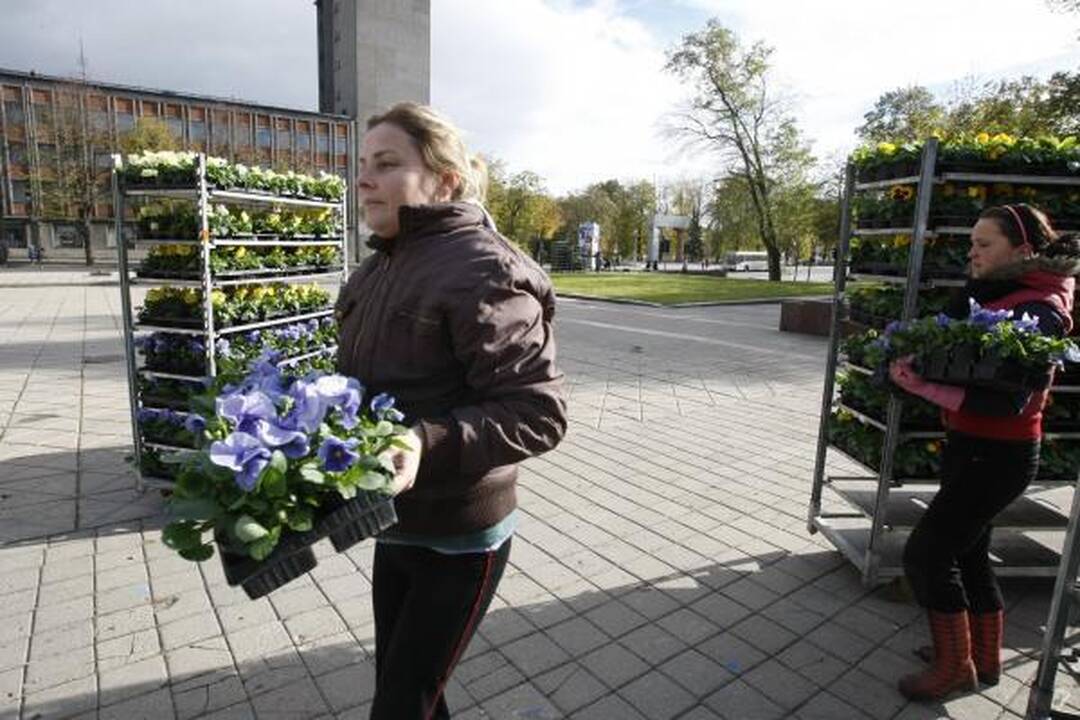 Klaipėda pasipuošė našlaitėmis