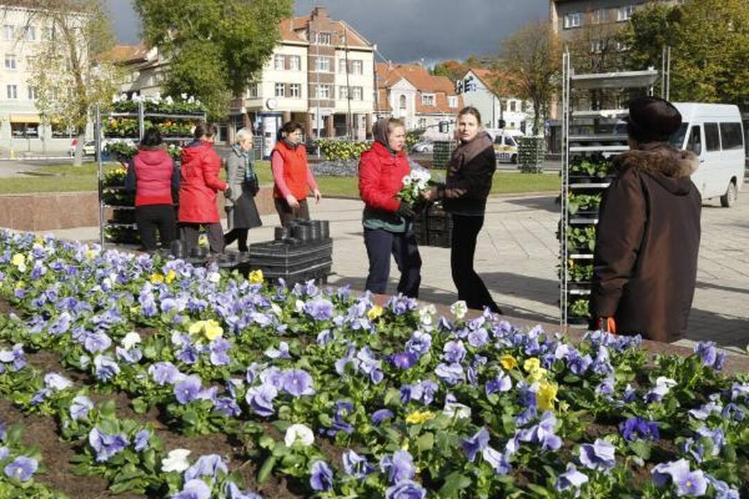 Klaipėda pasipuošė našlaitėmis