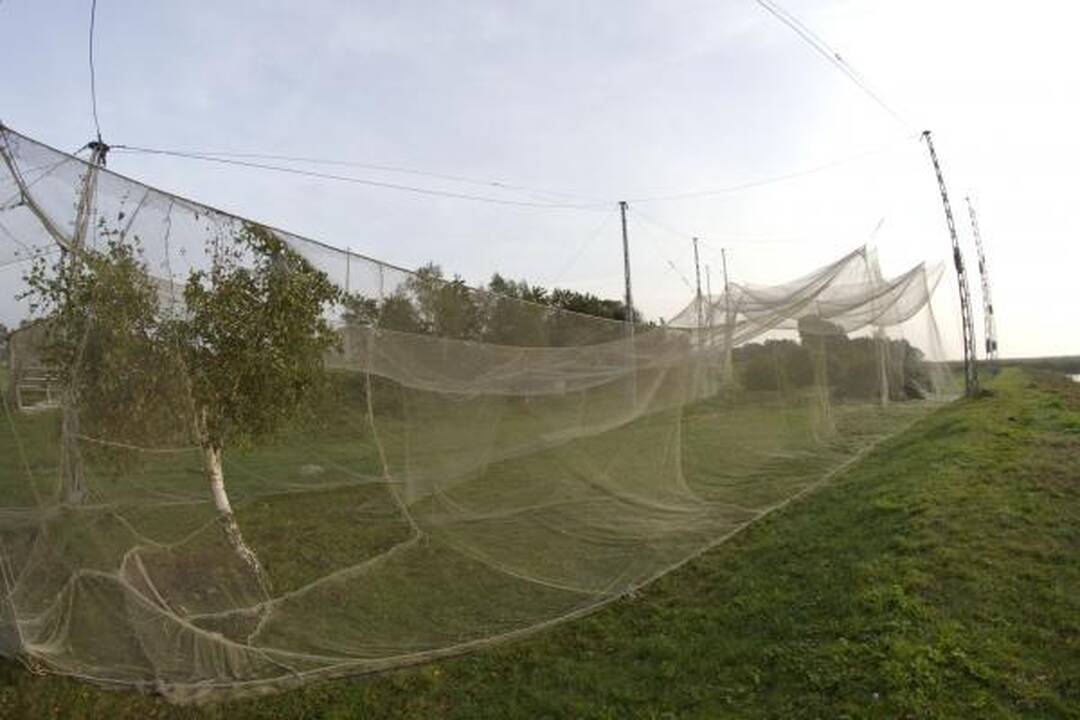 Savaitgalio planas: Migruojantys paukščiai. Ventė