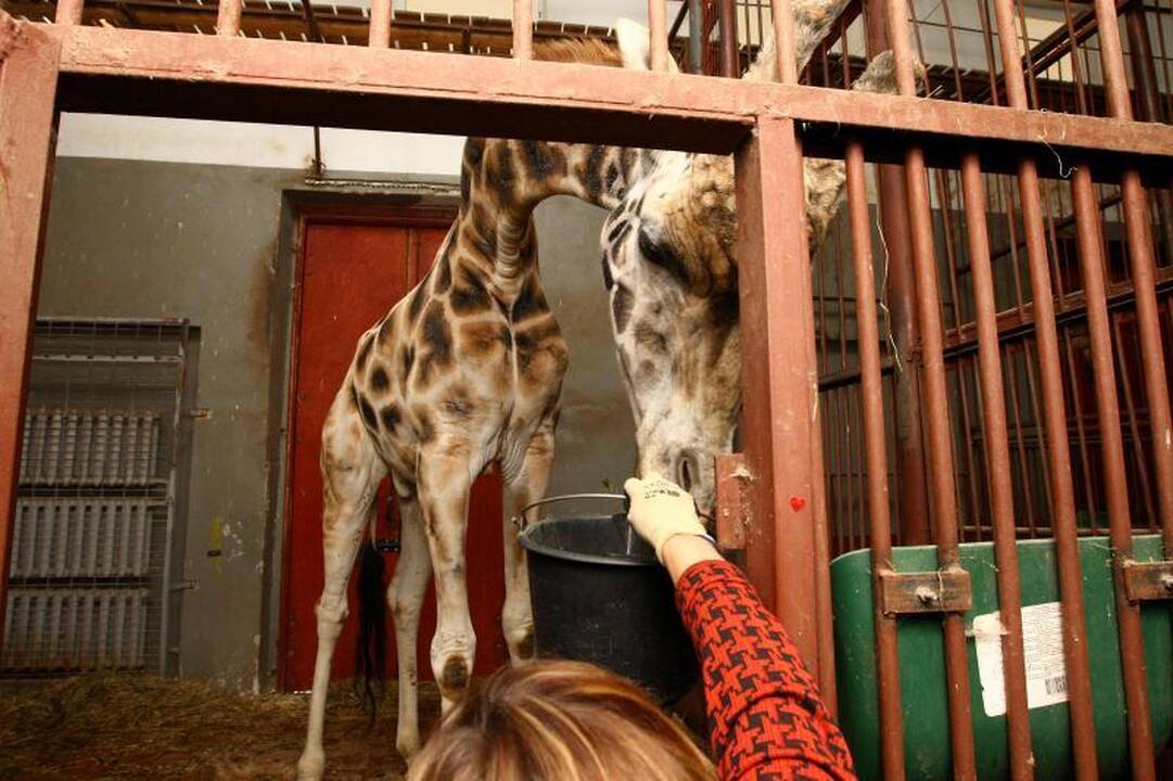 Zoologijos sodo prižiūrėtojai: netiesa, kad gyvūnai badauja!