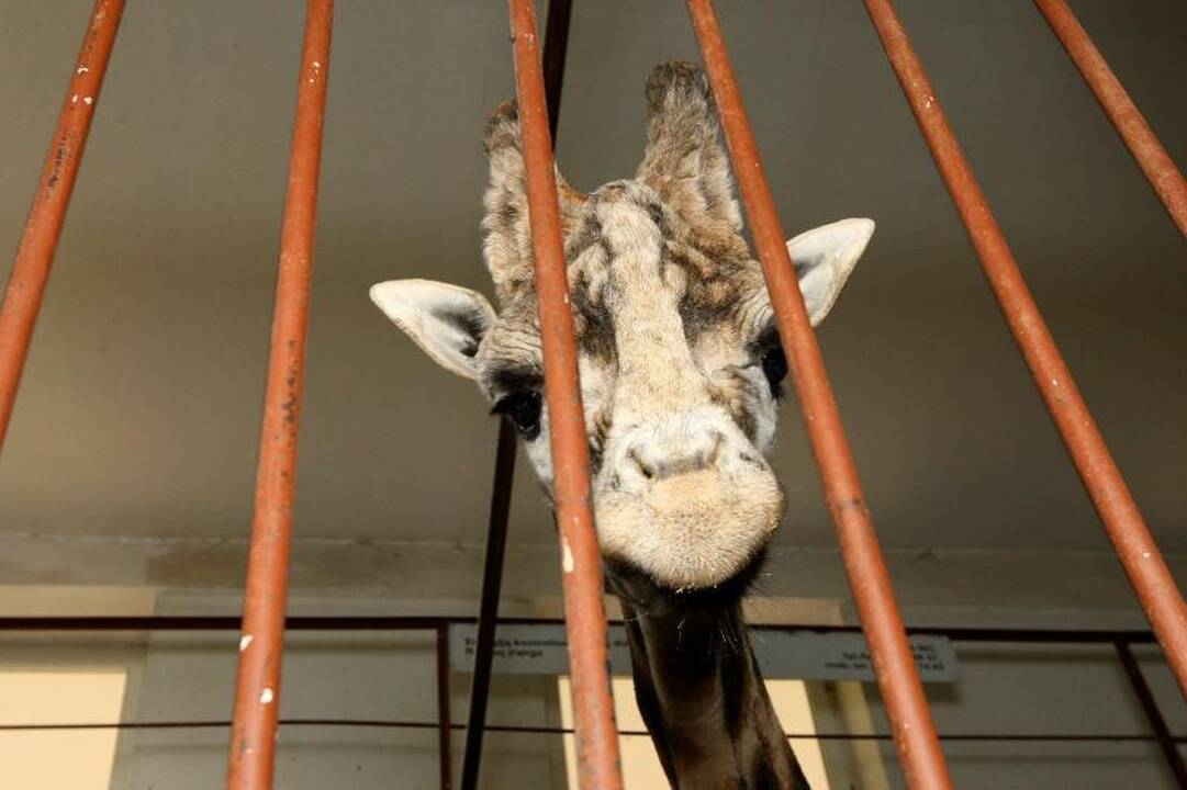 Zoologijos sodo prižiūrėtojai: netiesa, kad gyvūnai badauja!