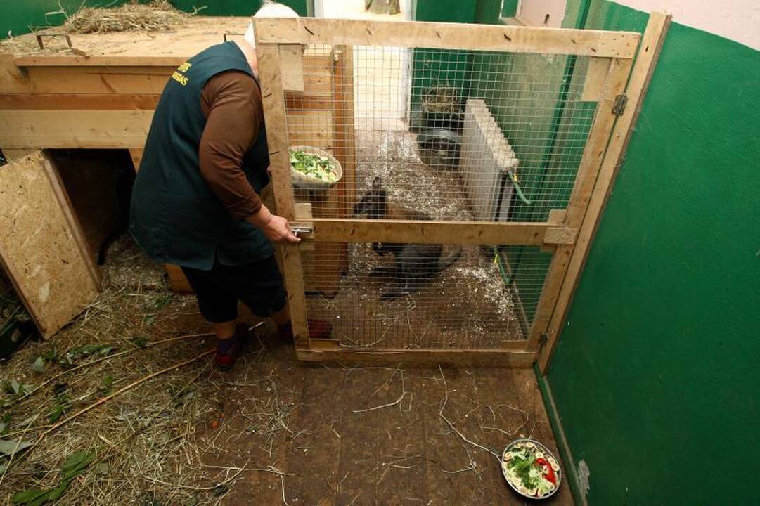 Zoologijos sodo prižiūrėtojai: netiesa, kad gyvūnai badauja!