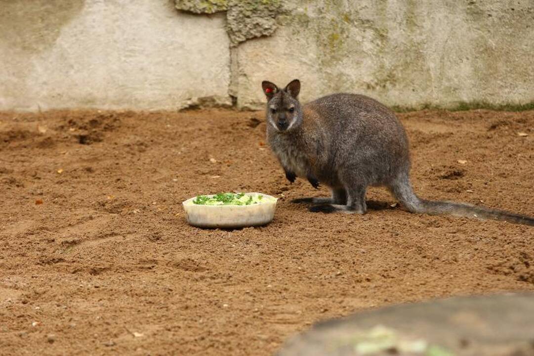 Zoologijos sodo prižiūrėtojai: netiesa, kad gyvūnai badauja!