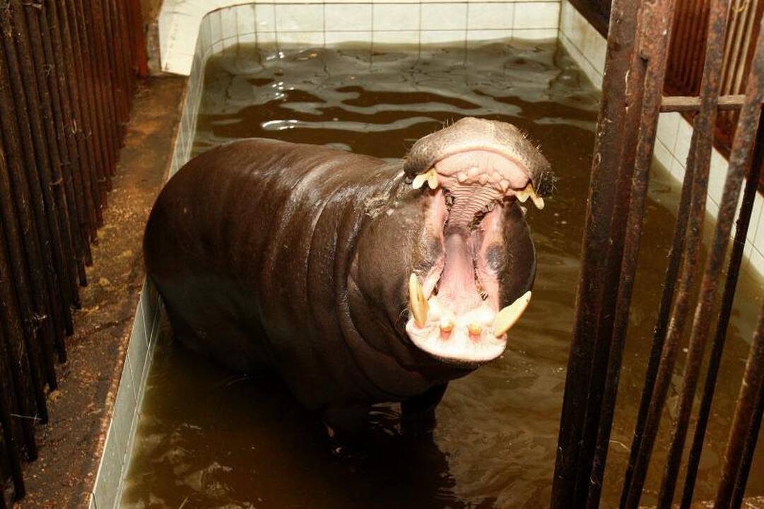 Zoologijos sodo prižiūrėtojai: netiesa, kad gyvūnai badauja!