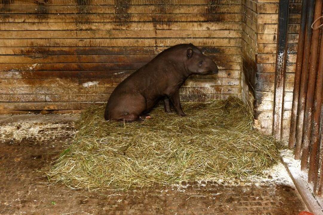 Zoologijos sodo prižiūrėtojai: netiesa, kad gyvūnai badauja!