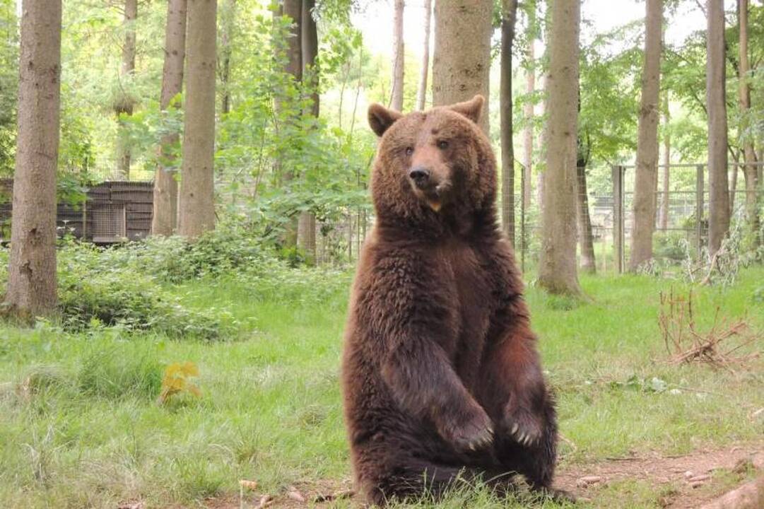 Meškutė Maša Vokietijos rezervate tapo Maja (foto)