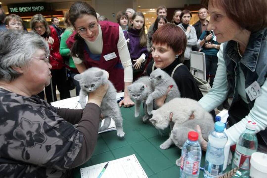Apžiūrėti kačių plūdo minios