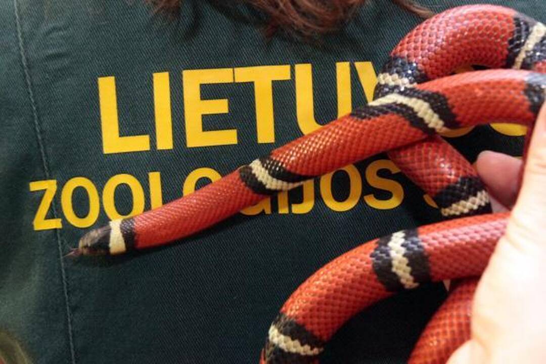 Į vieną Kauno vaistinių užklydo metro ilgio gyvatė