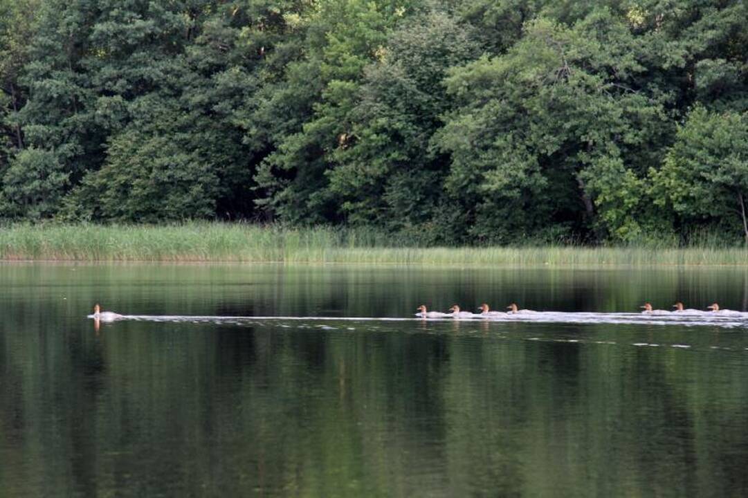 Aukštaitijos nacionalinio parko ežerais 