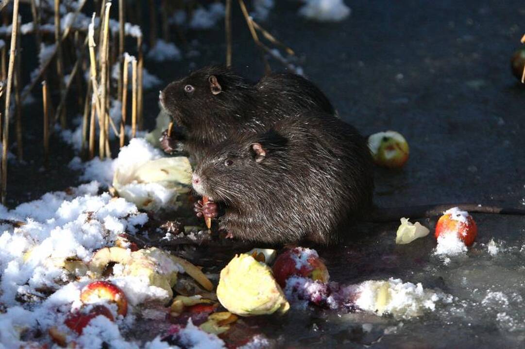 Laiminga pabaiga: išgelbėtos nutrijos iškeliavo į ūkininkų sodybas