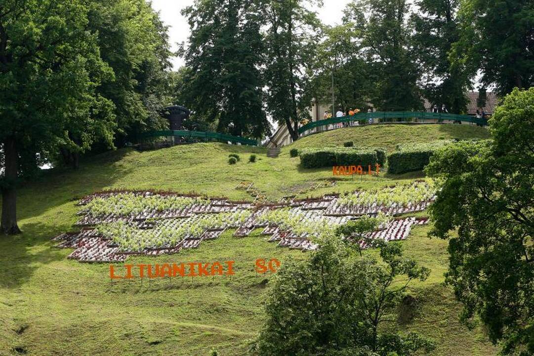 Aleksoto kalno drugelis – iš 3 tūkst. gėlių