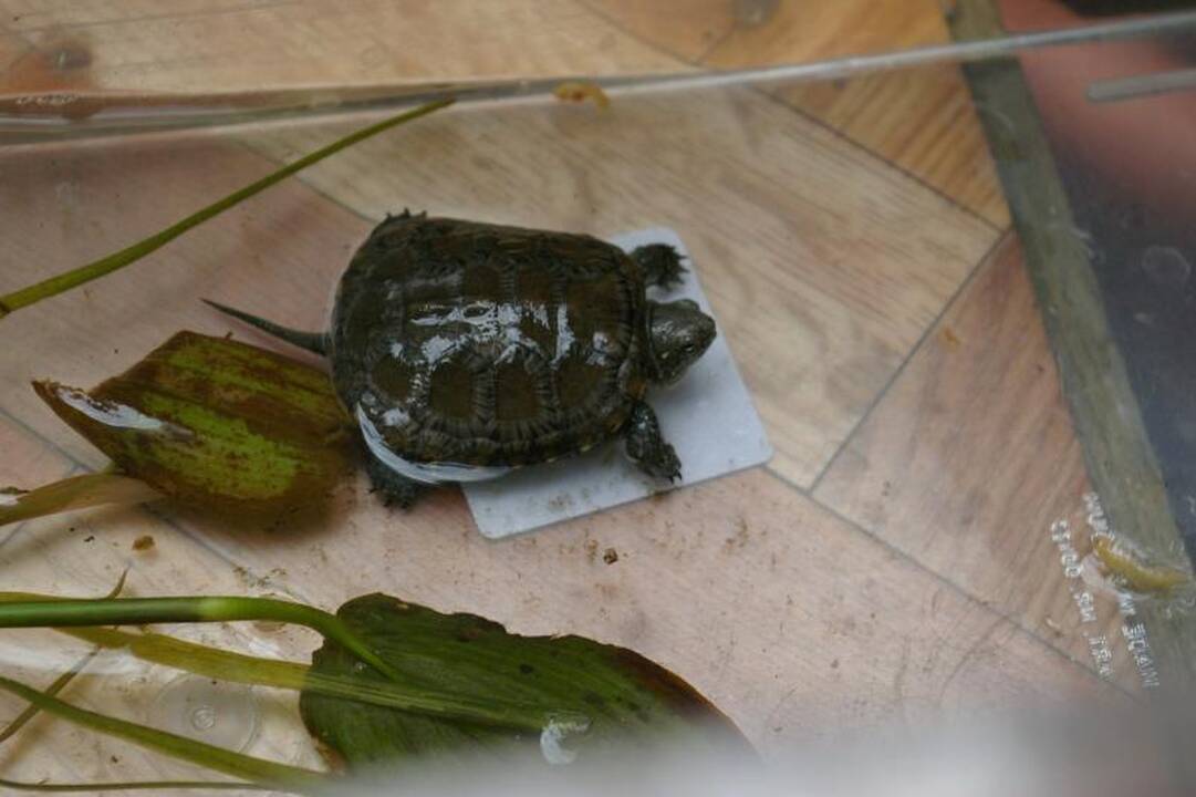 Baliniai vėžliukai jau užmigo žiemos miegu