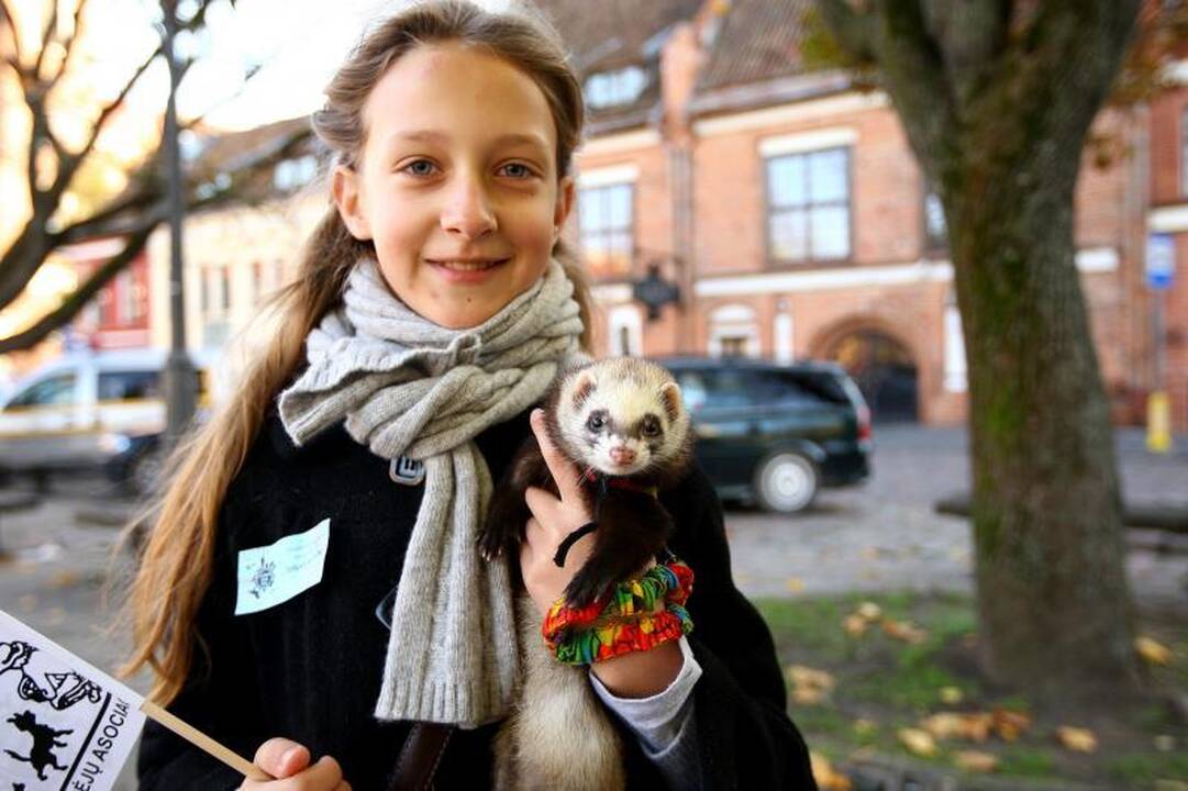 Rekordinėje gyvūnų eisenoje Kaune dalyvavo ir erkė 