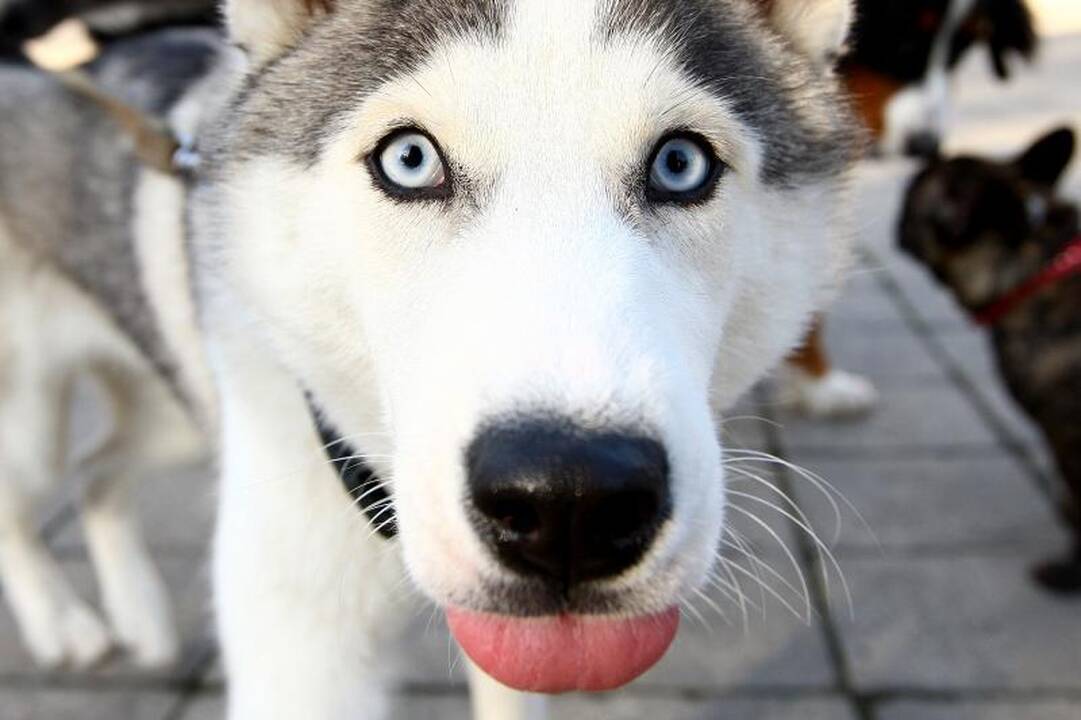 Rekordinėje gyvūnų eisenoje Kaune dalyvavo ir erkė 