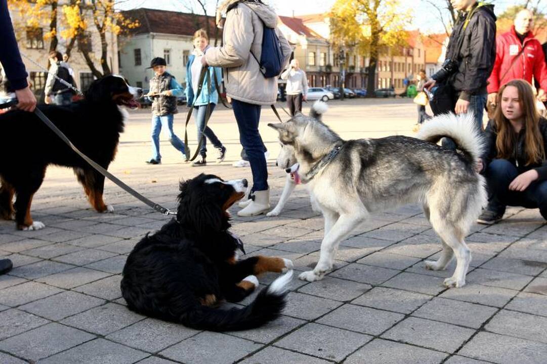 Rekordinėje gyvūnų eisenoje Kaune dalyvavo ir erkė 