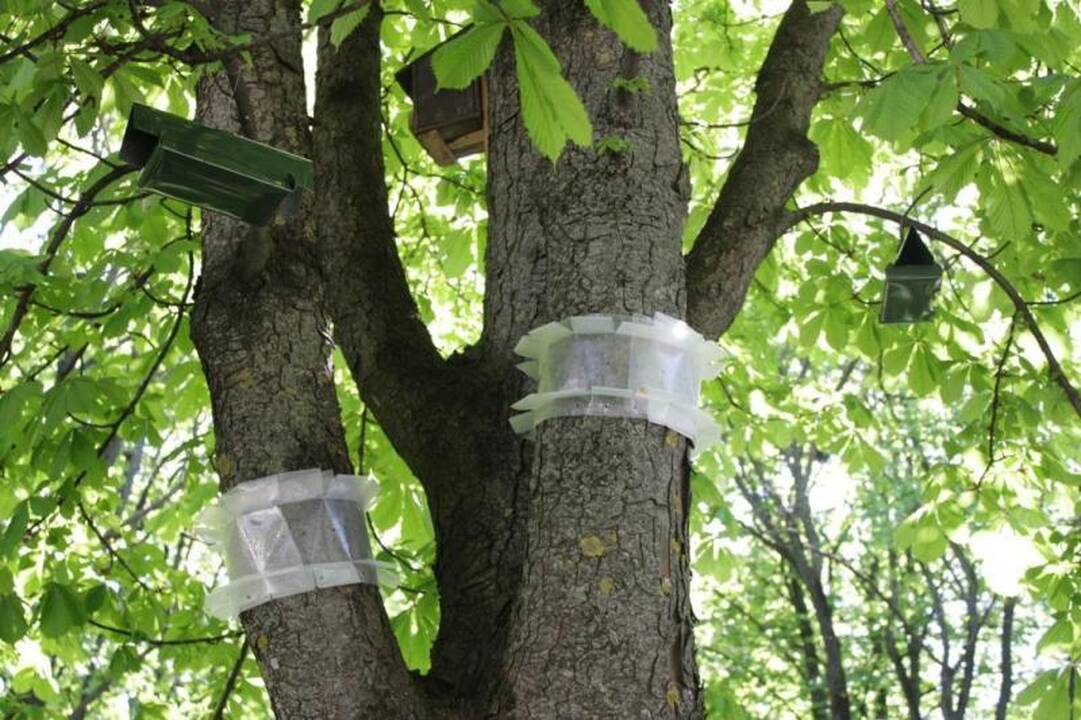 Aplinkosaugininkai: kaštonų gelbėjimo planas pavyko