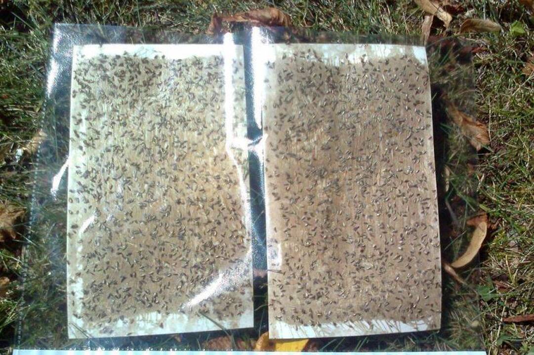 Aplinkosaugininkai: kaštonų gelbėjimo planas pavyko