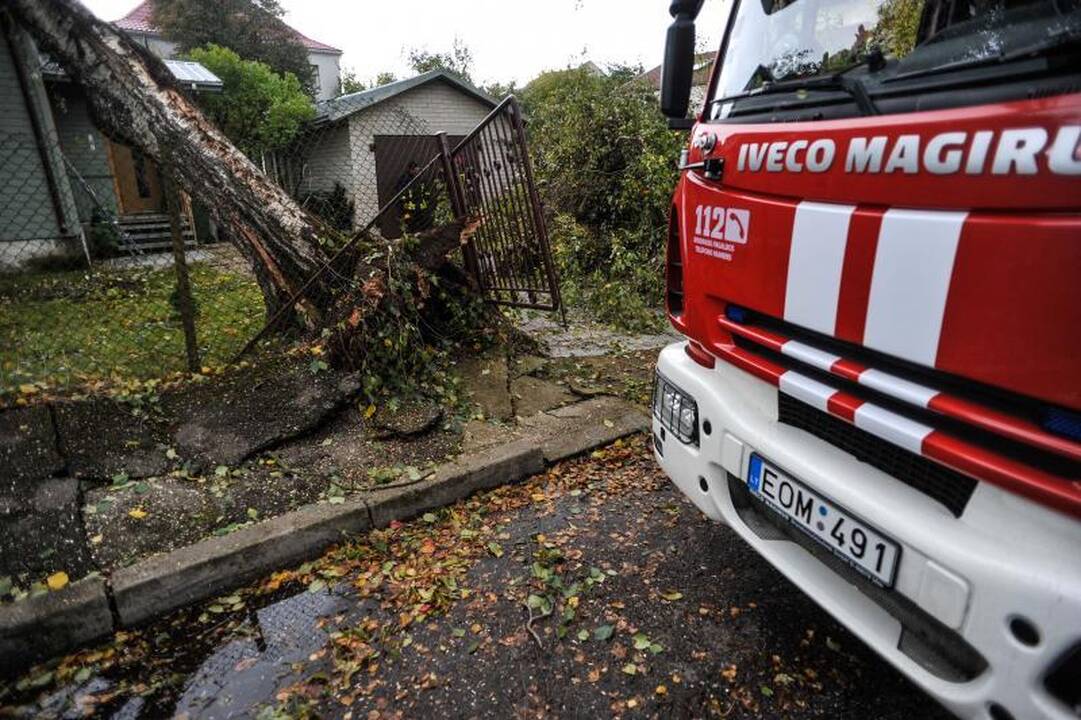 Vėjo išversti medžiai    nuklojo Kauną  