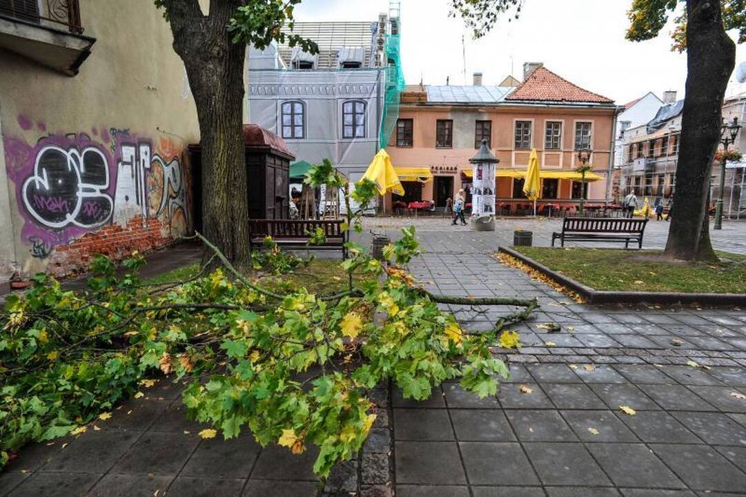 Vėjo išversti medžiai    nuklojo Kauną  