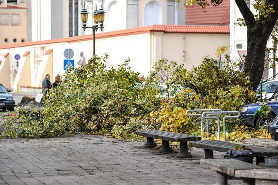 Vėjo išversti medžiai    nuklojo Kauną  
