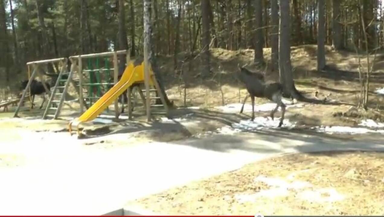 Po Klaipėdą vėl vaikštinėja briedžių trijulė