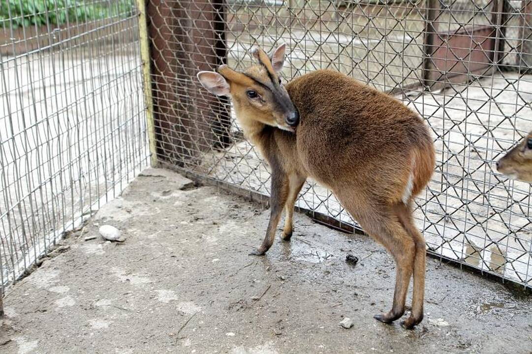 Zoologijos sode šalia Klaipėdos apsigyveno trys baltosios tigrės