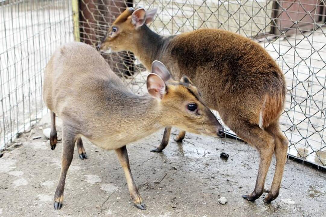 Zoologijos sode šalia Klaipėdos apsigyveno trys baltosios tigrės