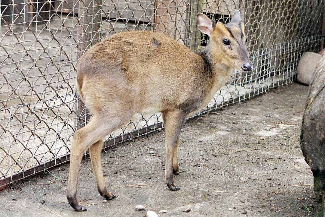 Zoologijos sode šalia Klaipėdos apsigyveno trys baltosios tigrės