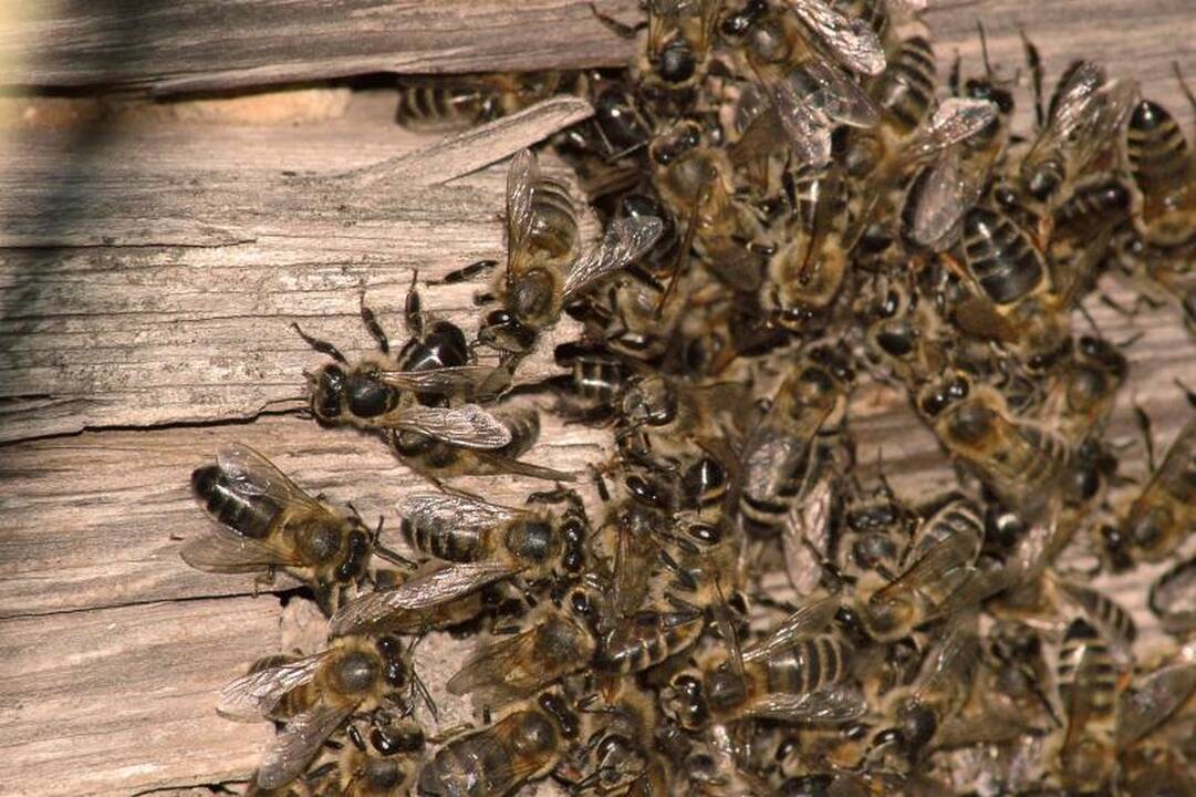 Pagalba bitėms: įsigalios nauji ES apribojimai dėl pesticidų naudojimo