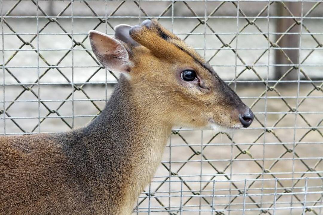 Zoologijos sode šalia Klaipėdos apsigyveno trys baltosios tigrės