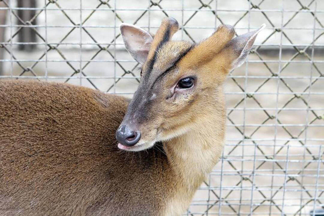 Zoologijos sode šalia Klaipėdos apsigyveno trys baltosios tigrės