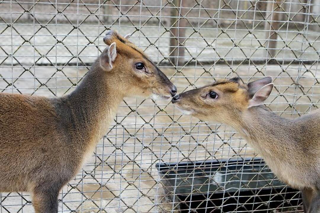 Zoologijos sode šalia Klaipėdos apsigyveno trys baltosios tigrės