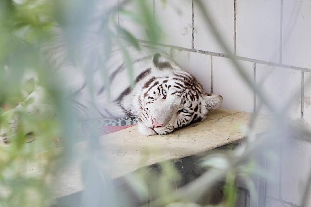Zoologijos sode šalia Klaipėdos apsigyveno trys baltosios tigrės