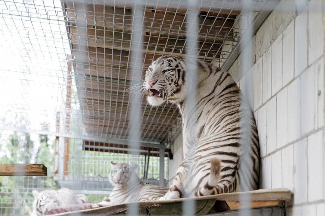 Zoologijos sode šalia Klaipėdos apsigyveno trys baltosios tigrės